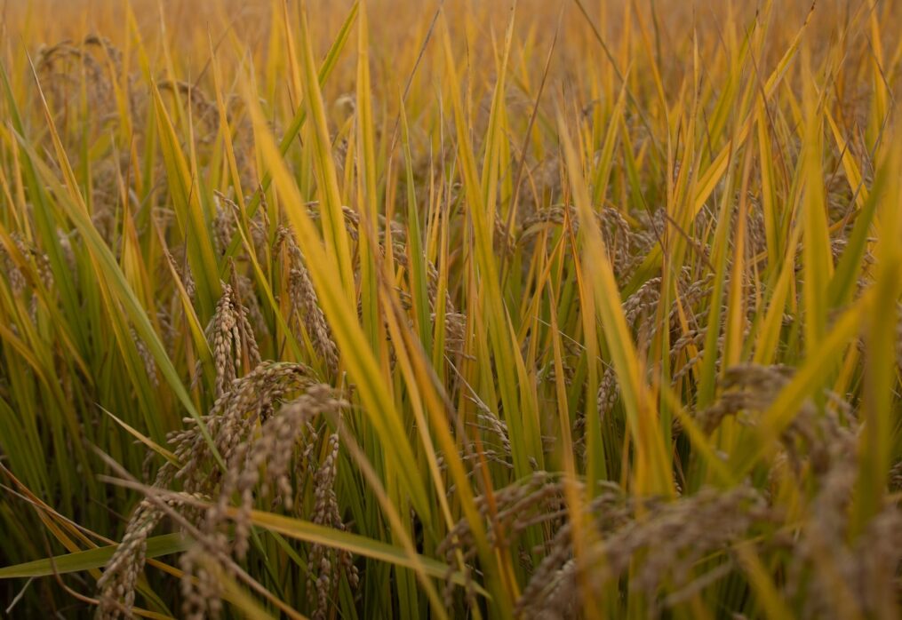 Scientists from China developed a new variety of rice