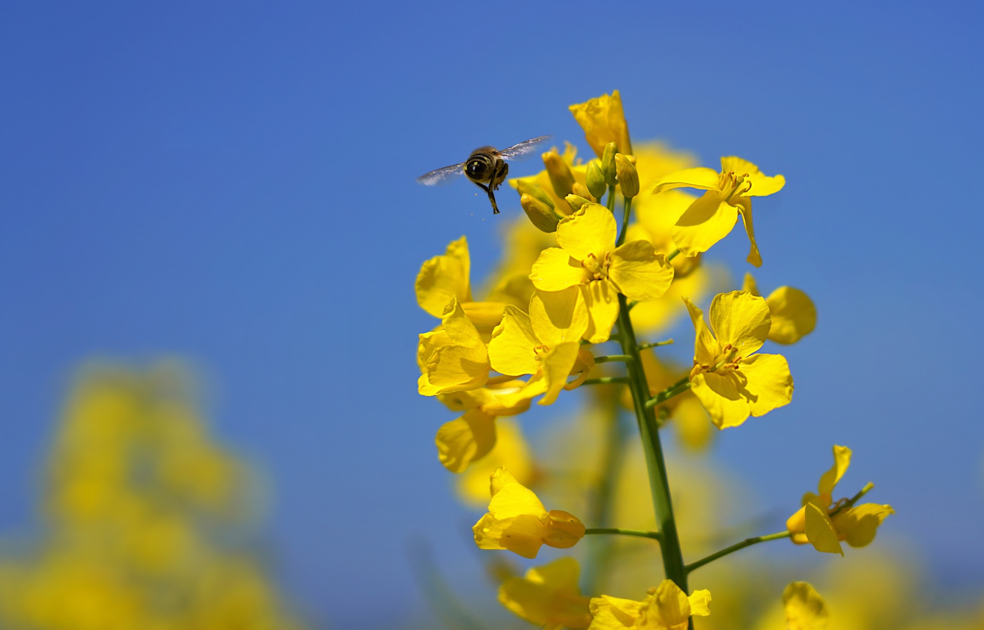 rapeseed production