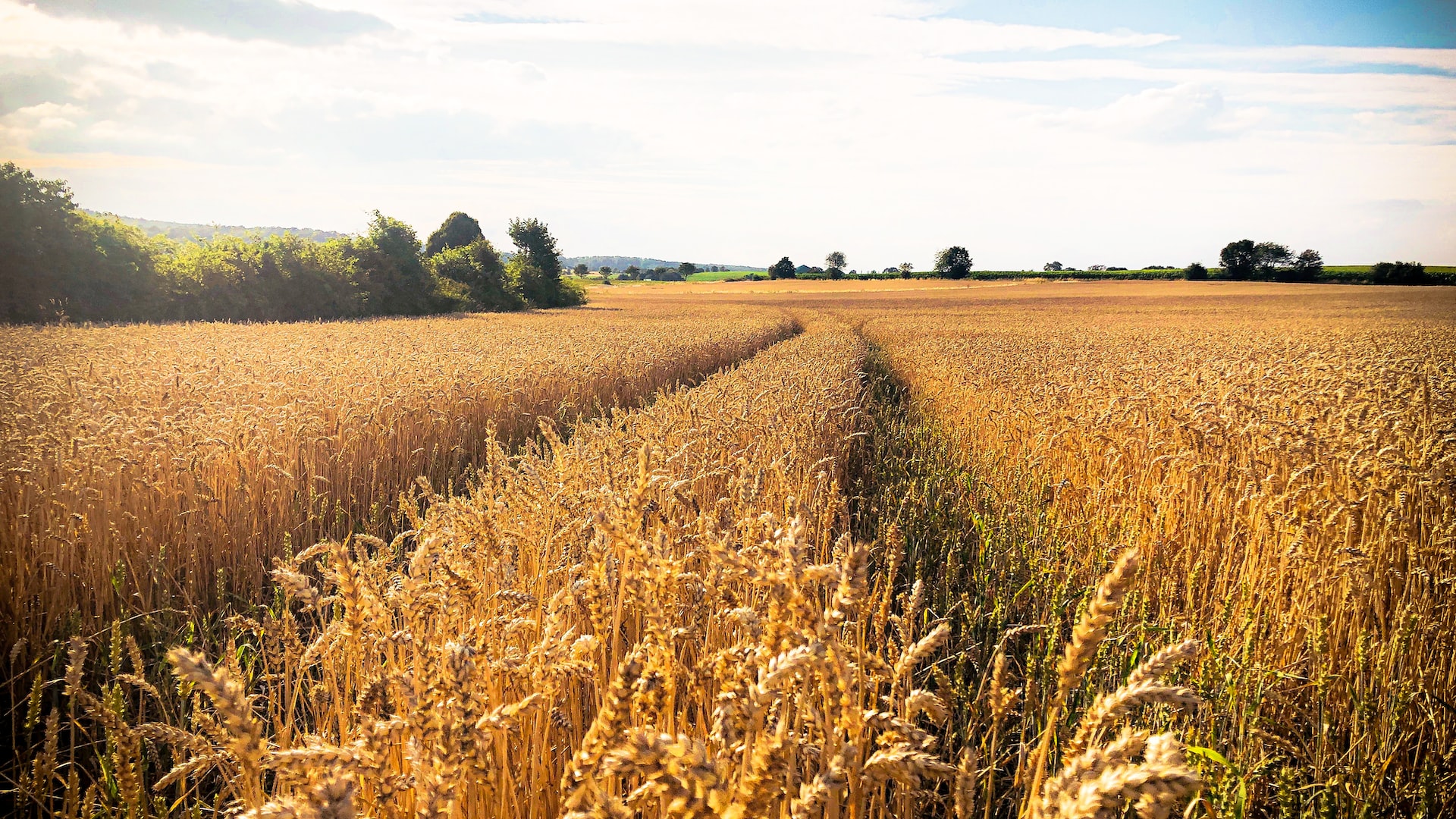 wheat shortage in Australia