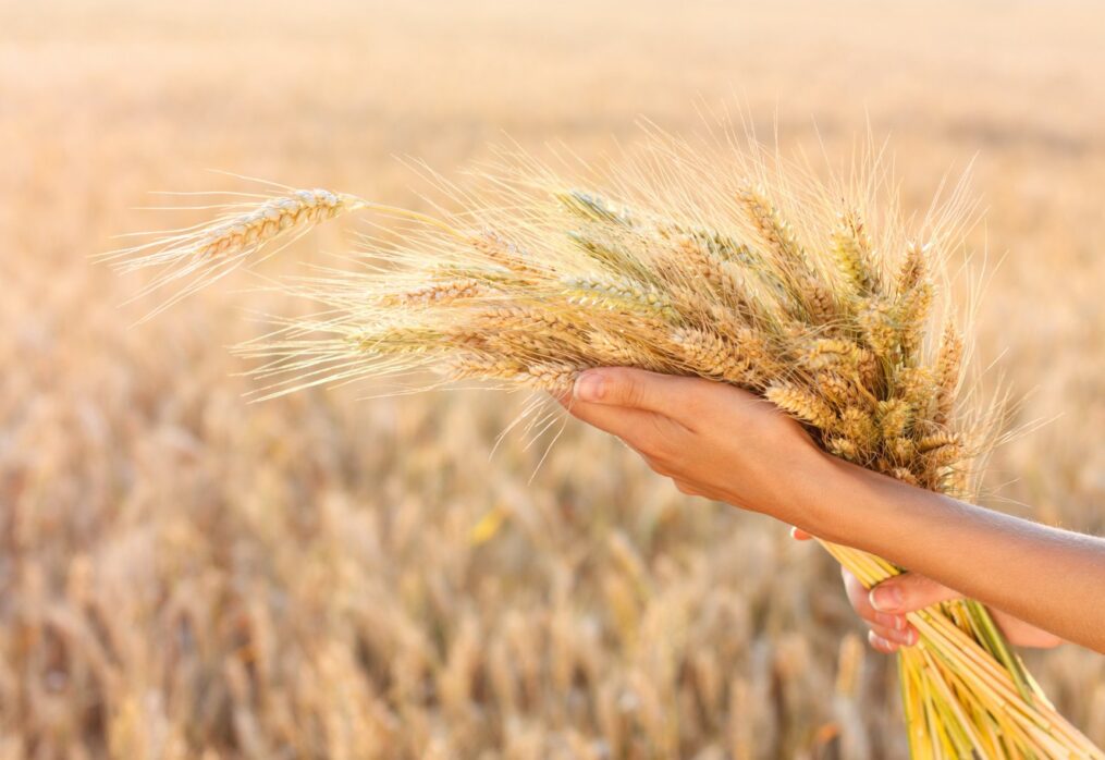 Infarm: greenhouse wheat gives a rich harvest