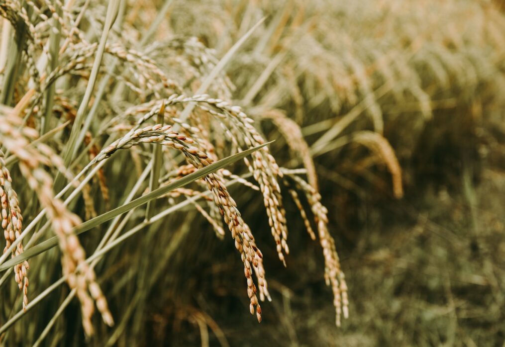 White gold: Indian scientists have developed a new rice variety