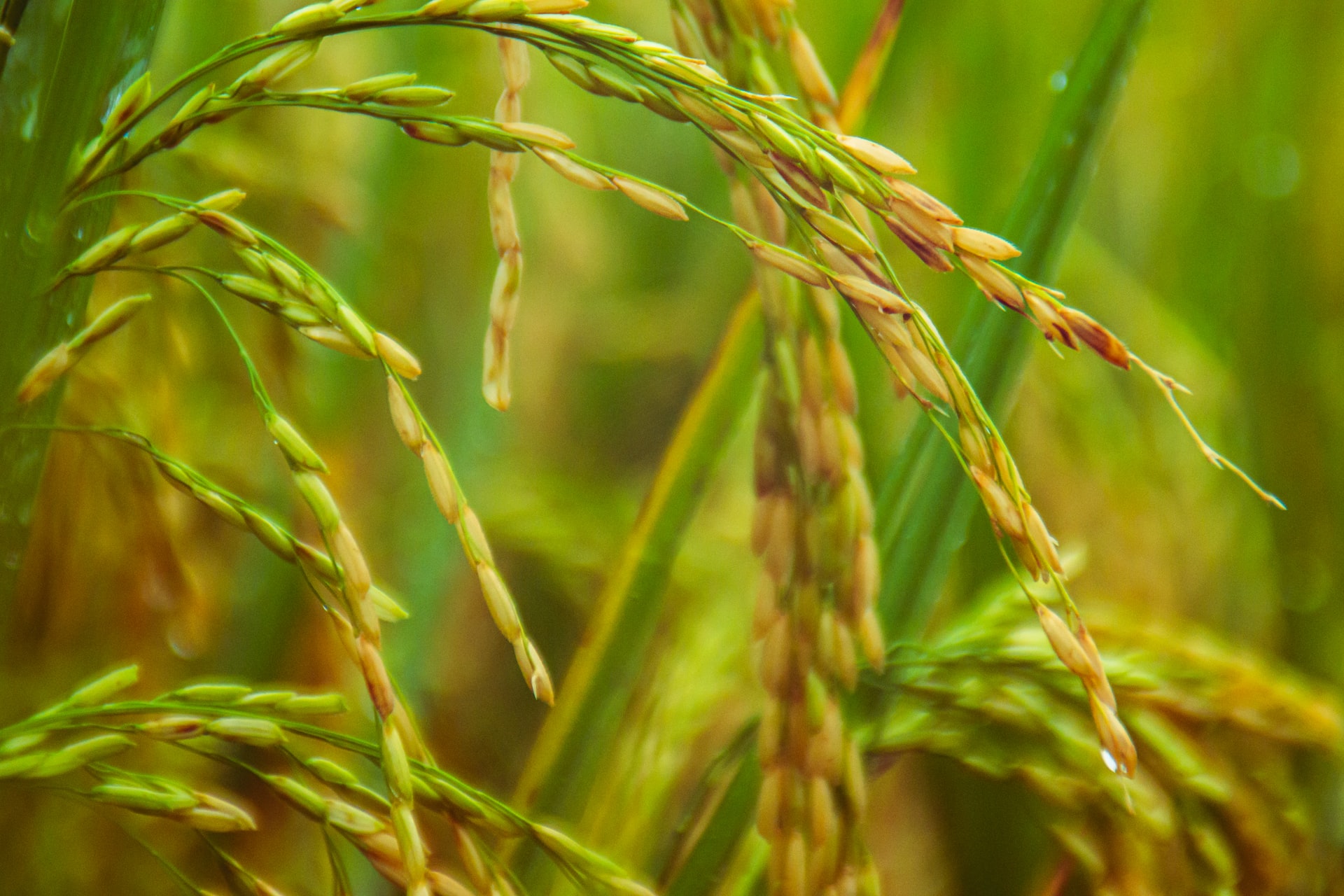 rice exports