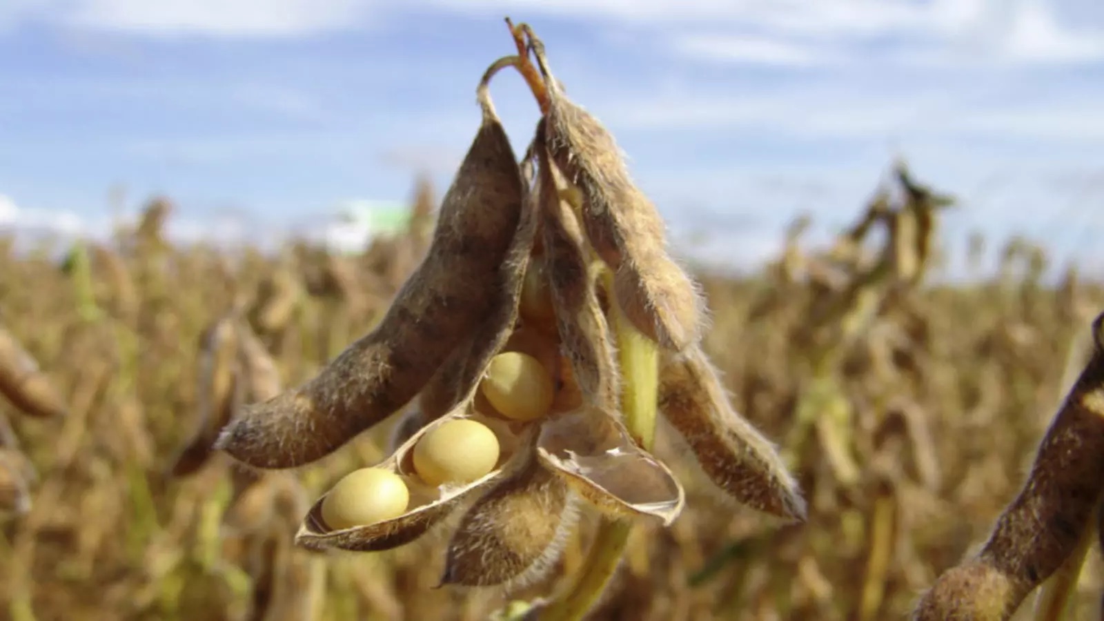 brazilian soybeans