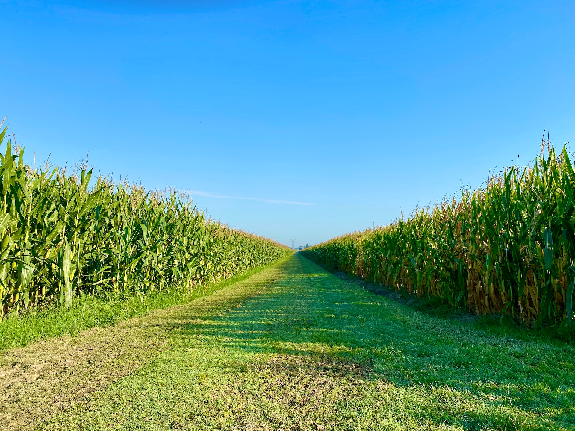 U.S. corn