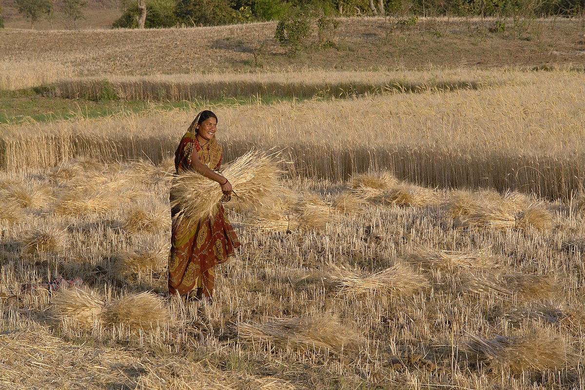 wheat acreage India