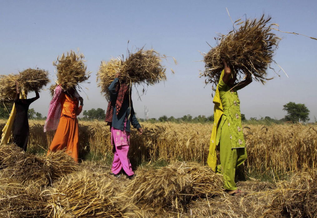 Indian farmers increase wheat acreage