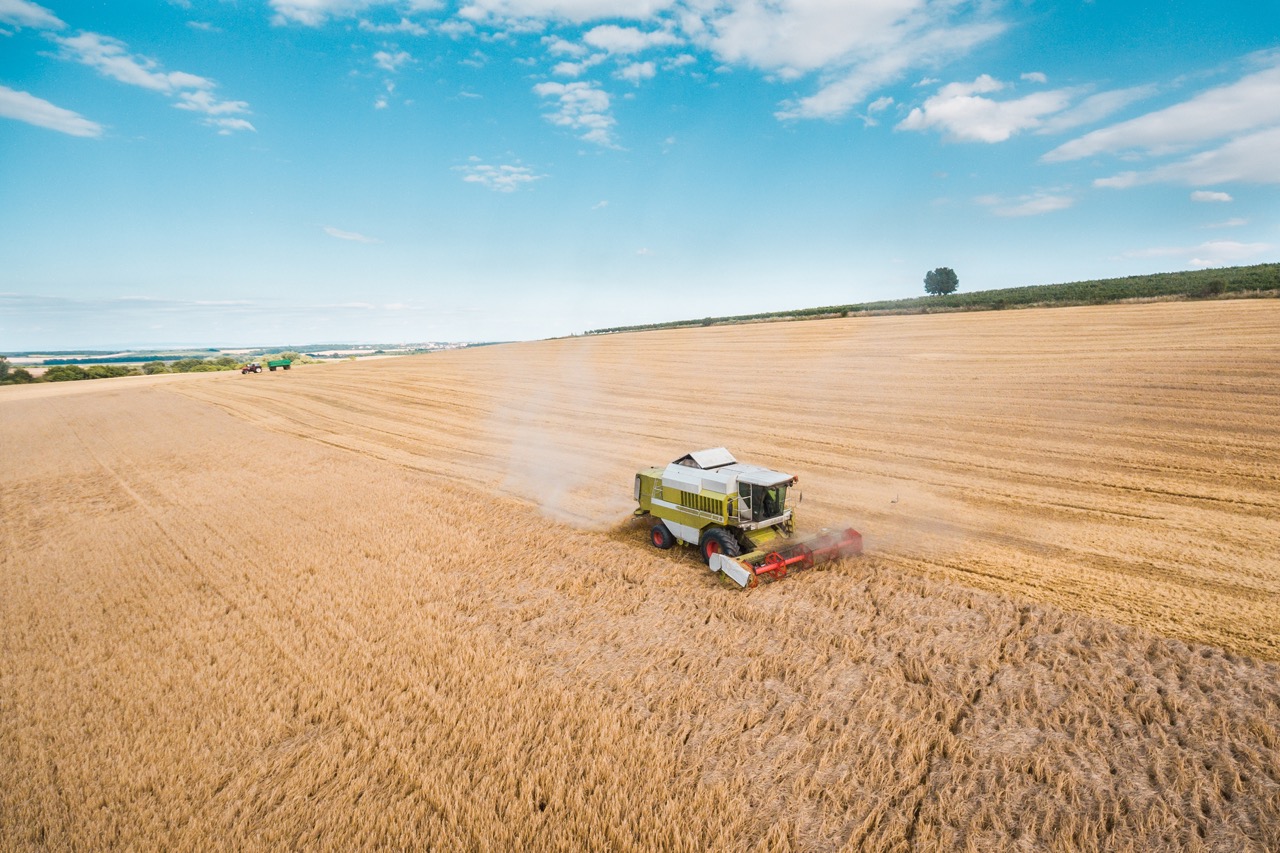 wheat yields are affected by global warming