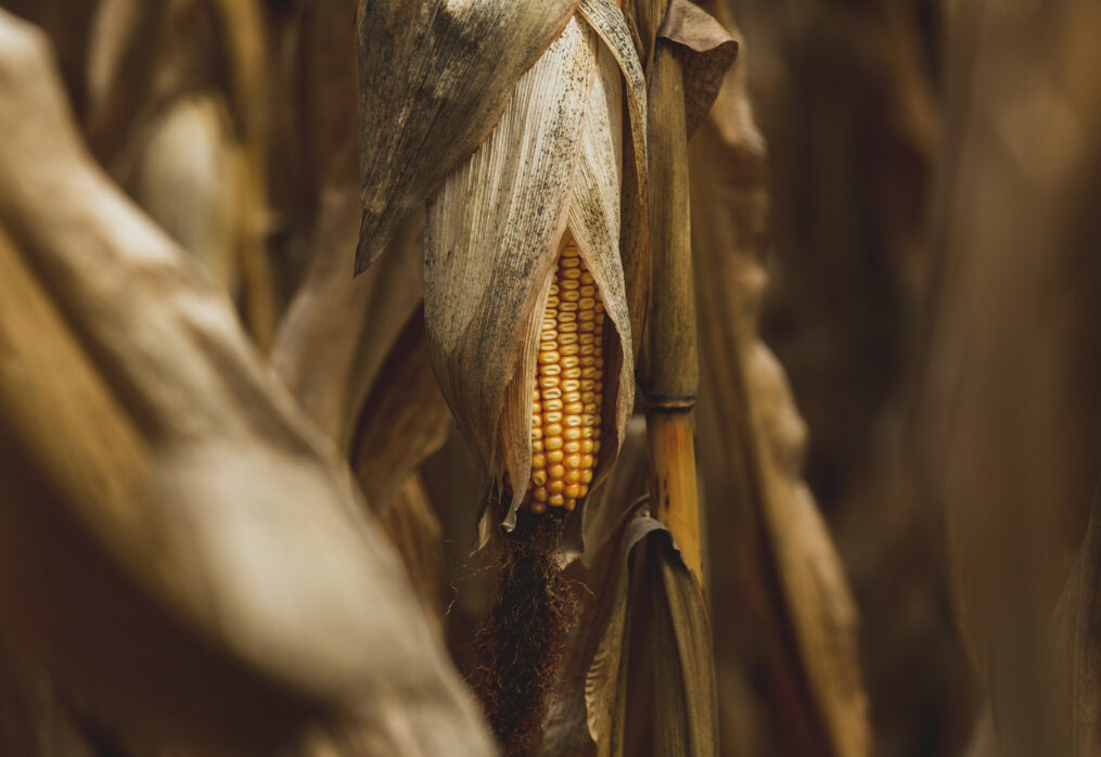 The global corn market is unstable: an overview of the situation