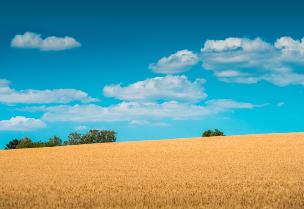 Wheat yields are declining: causes