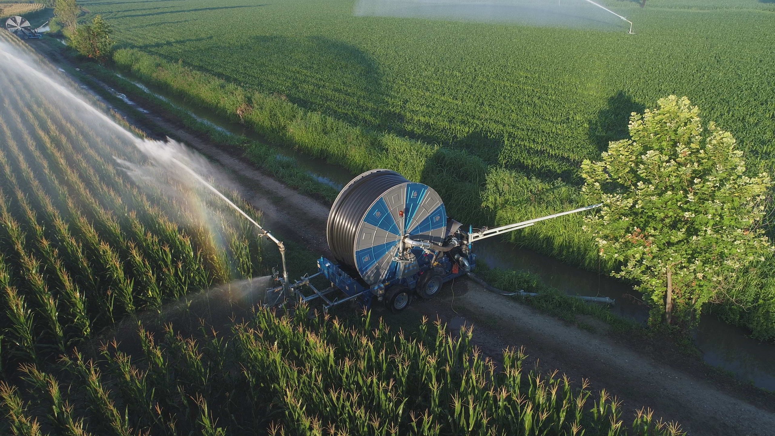 grain forage crops in Kazakhstan