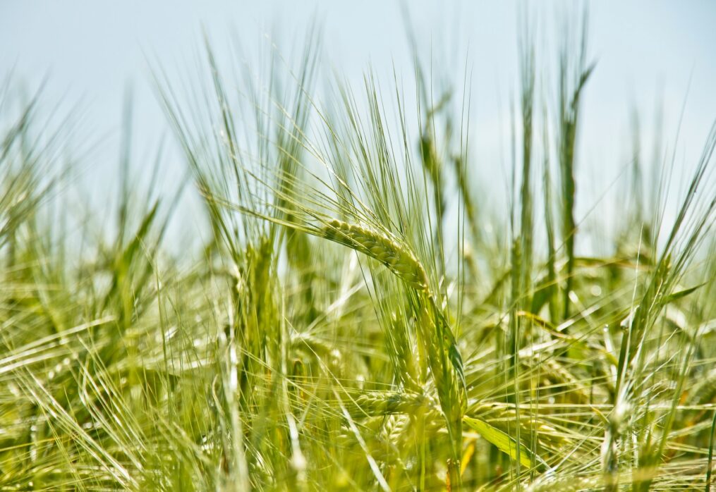 Kazakhstan increases the production of grain forage crops