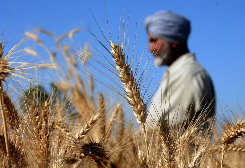 India is expecting a wheat yield increase