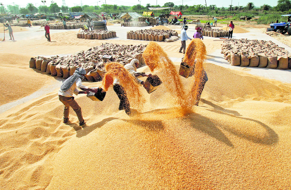 wheat yield increase