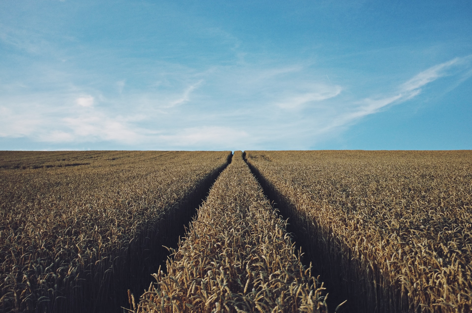 Argentina's soybean crop