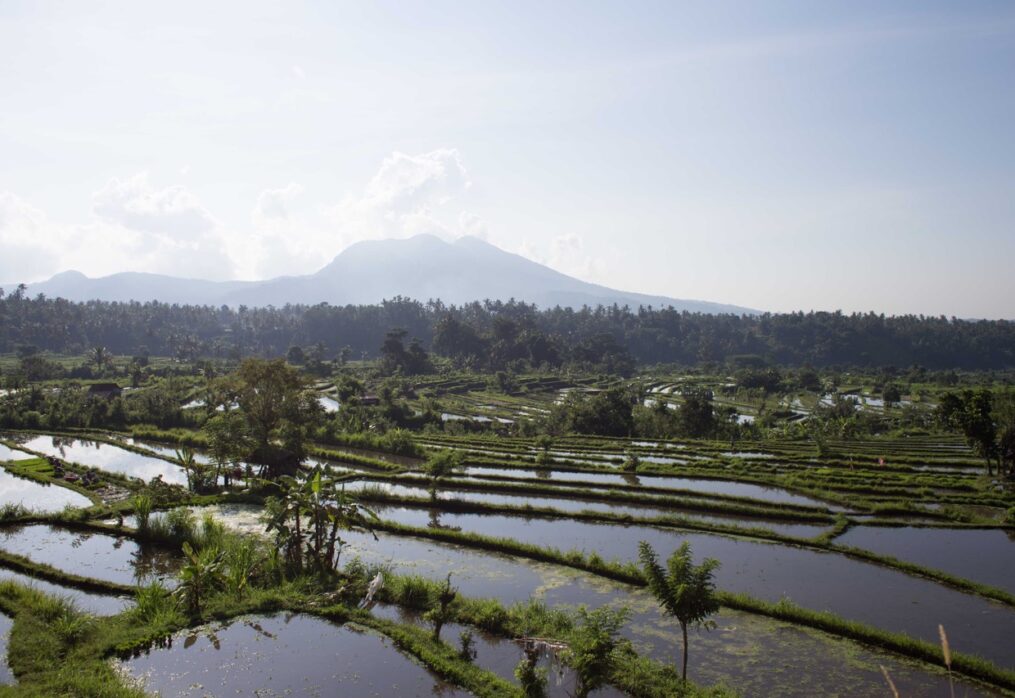 World rice production to decline: the reason