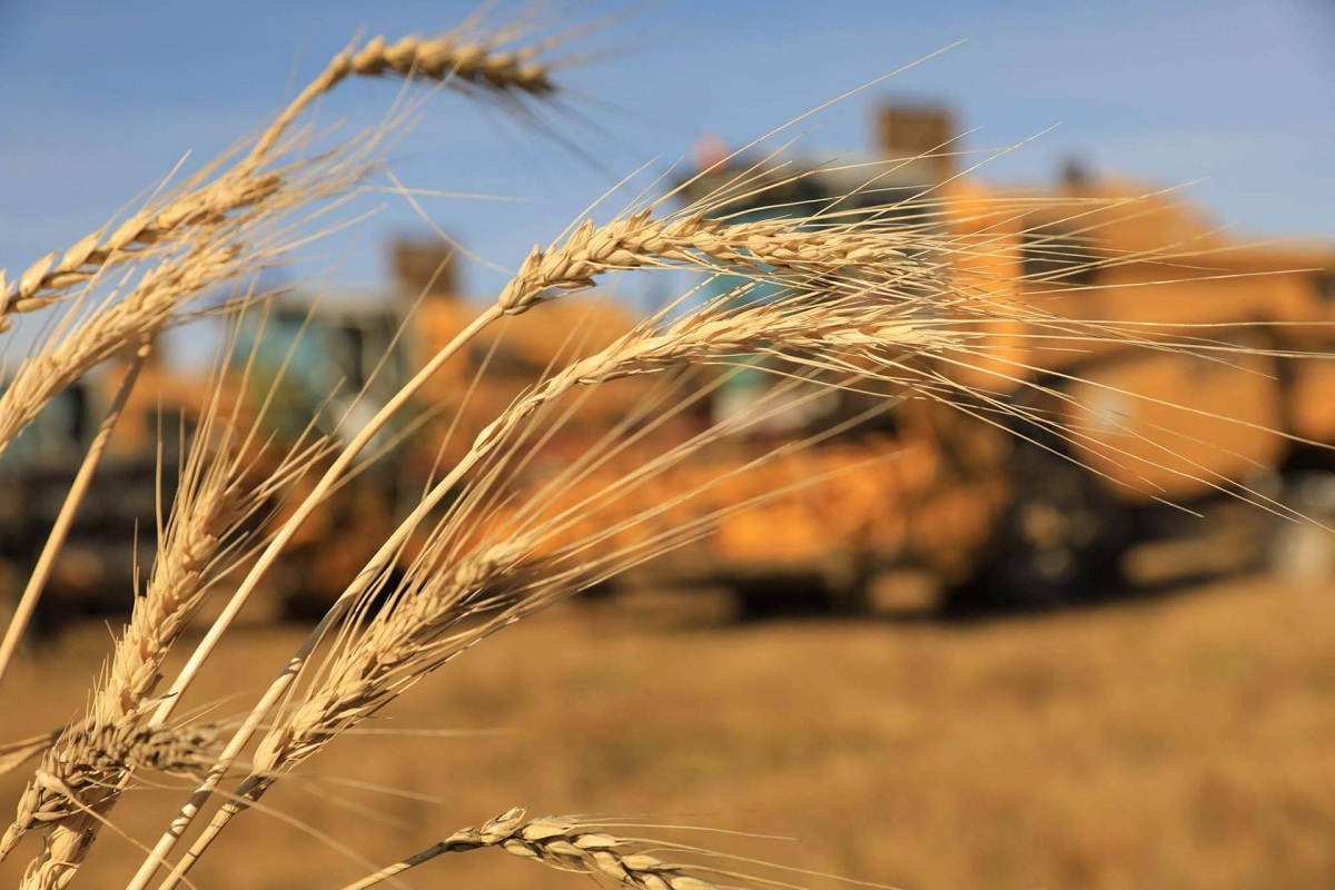 local wheat prices in India