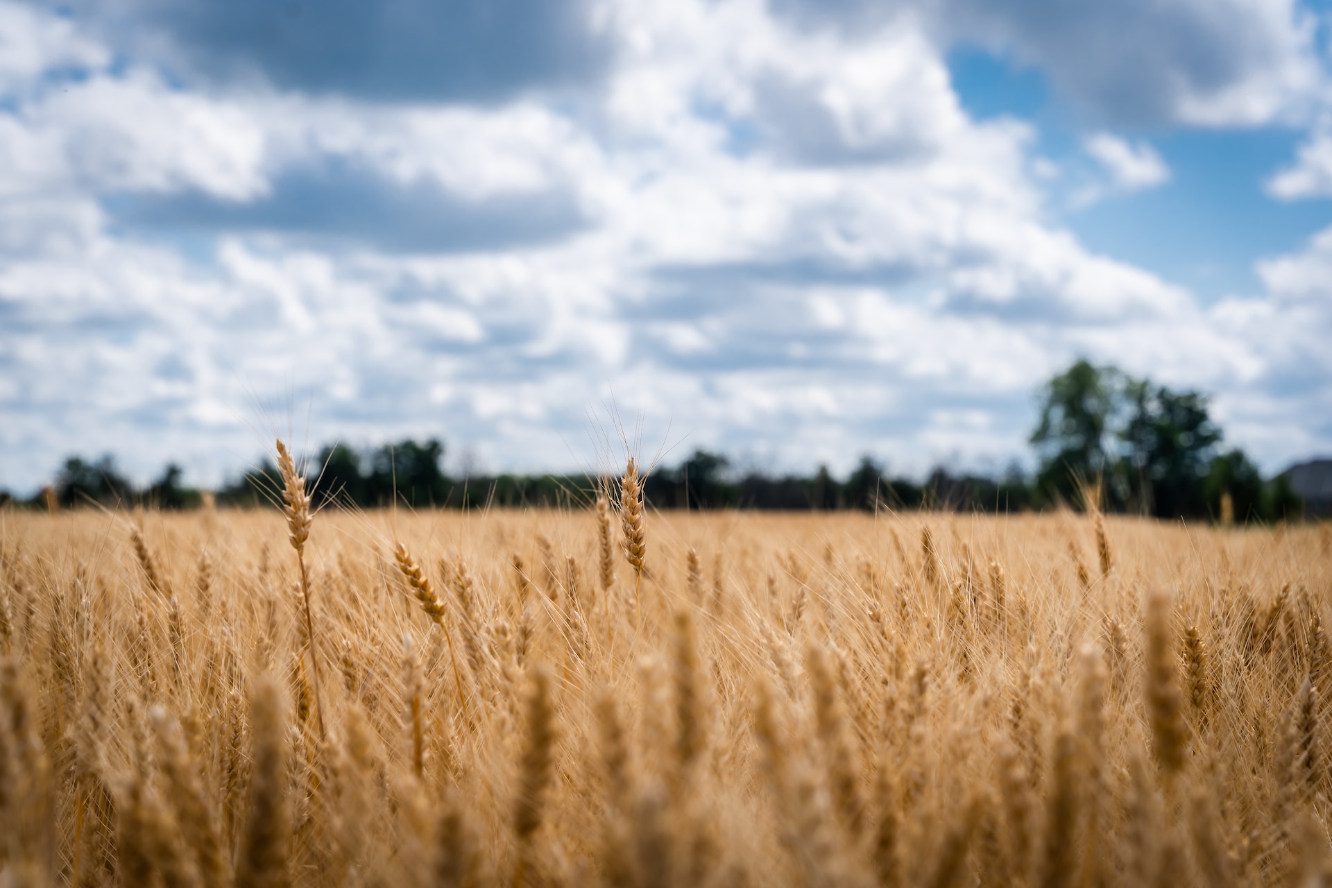 Canadian wheat production forecast