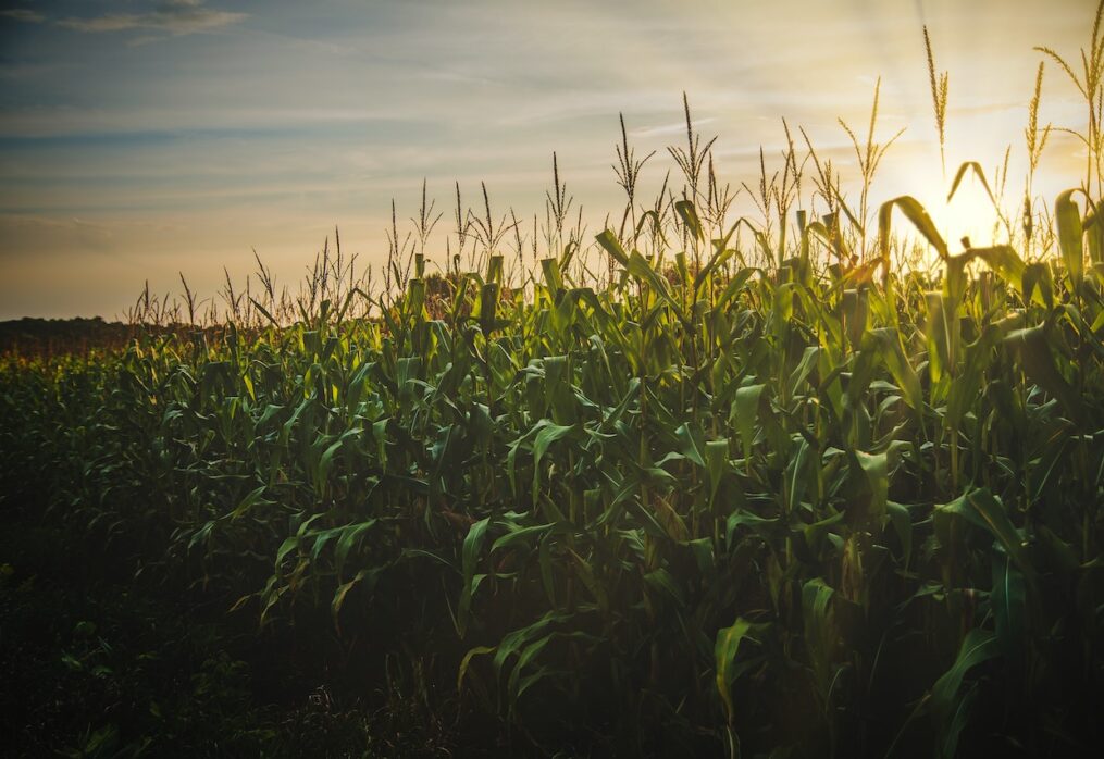 Corn exports from Argentina will drop due to the drought