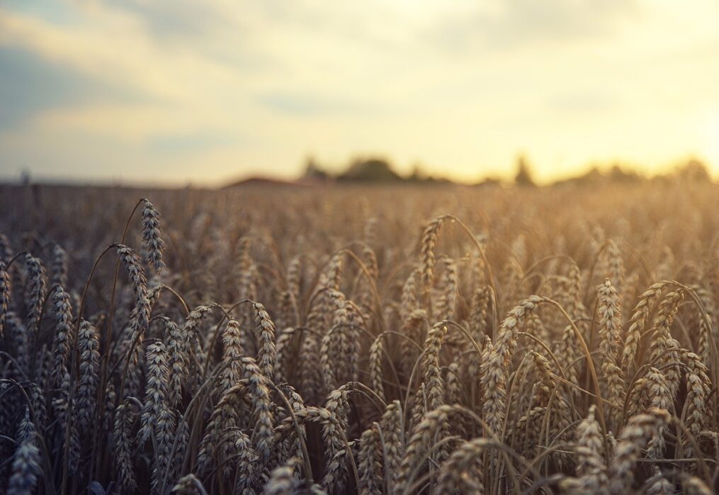 USDA forecast: Brazil’s grain volumes could reach record highs