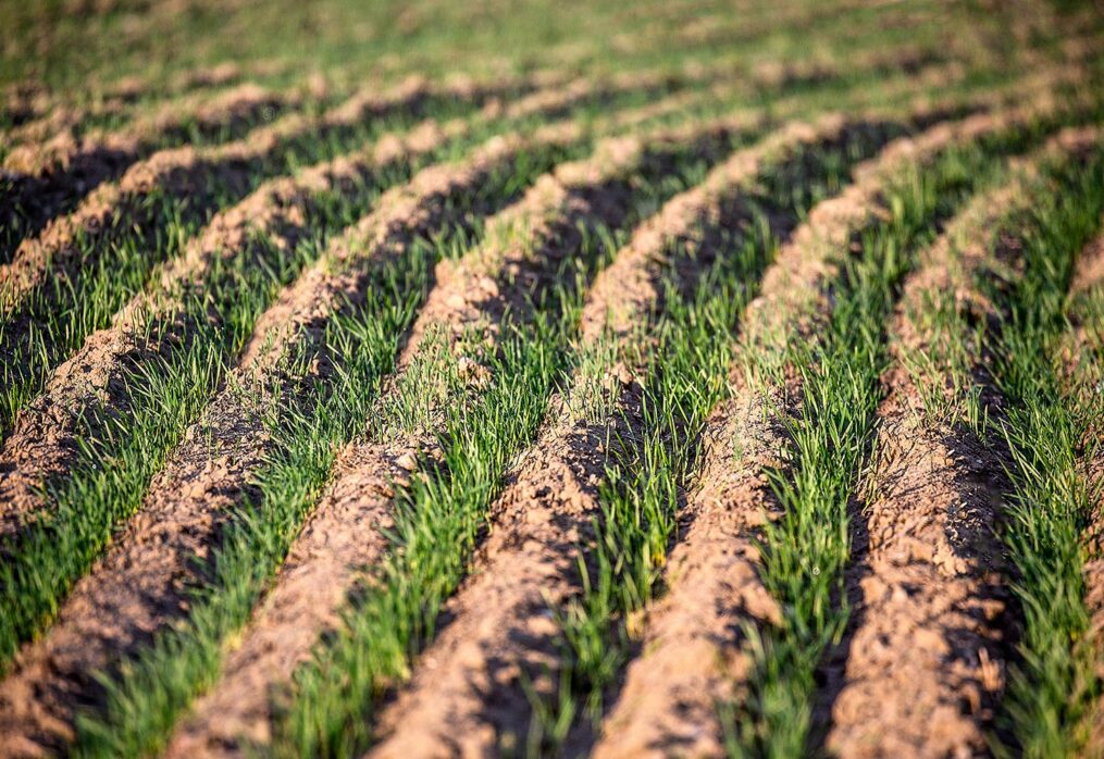 Field testing of genetically modified wheat began in the UK