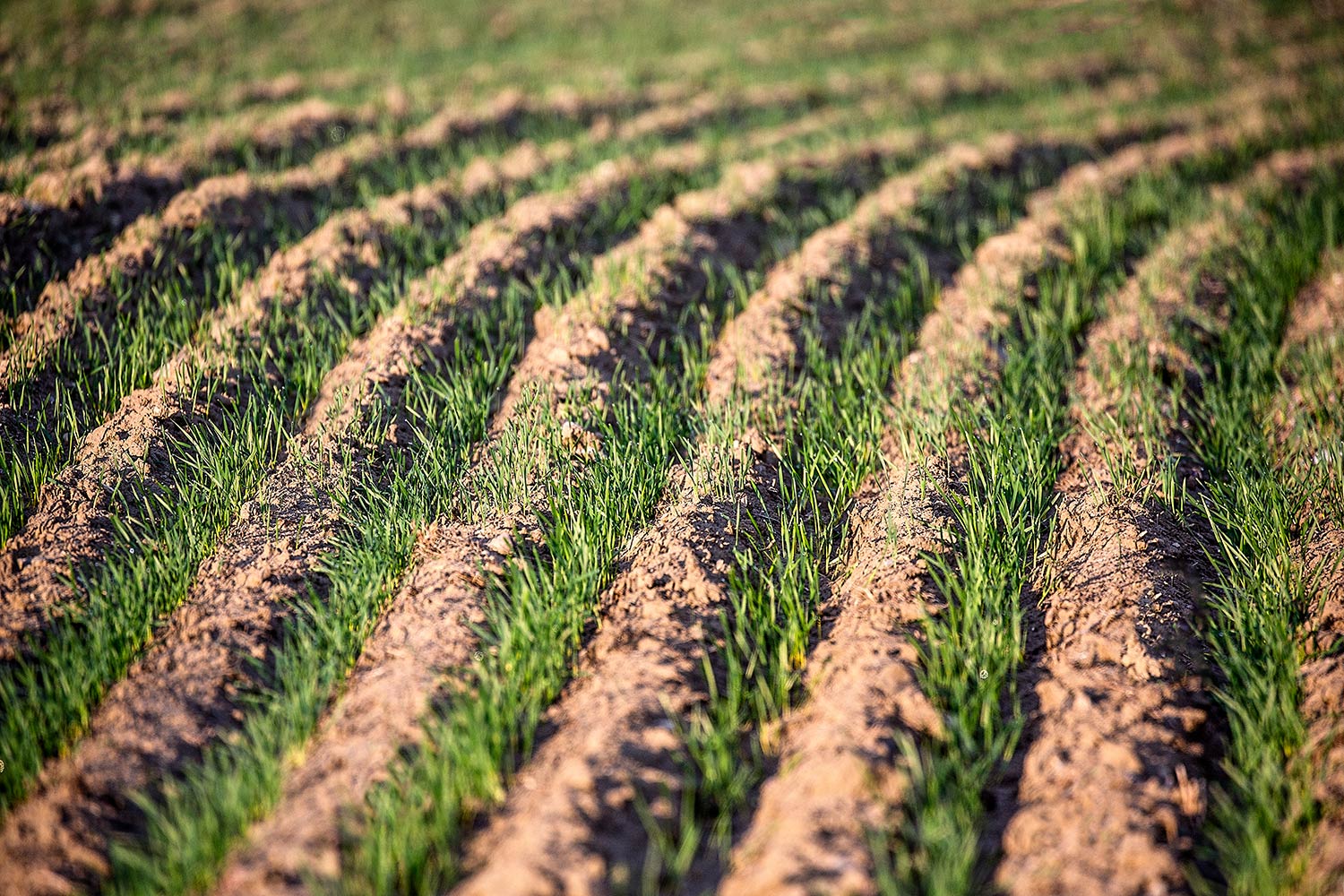 Field testing. Wheat Sprout Analysis. Wheat job 1981 in the USA. Winter Wheat перевод.