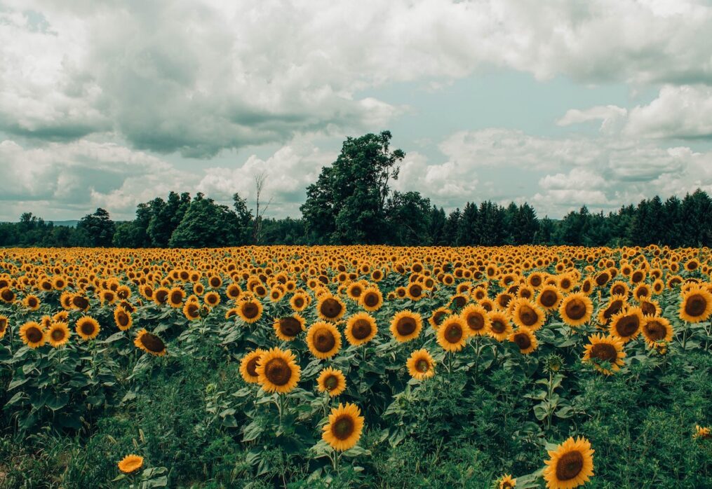 Sunflower cultivation is the most profitable in Kazakhstan