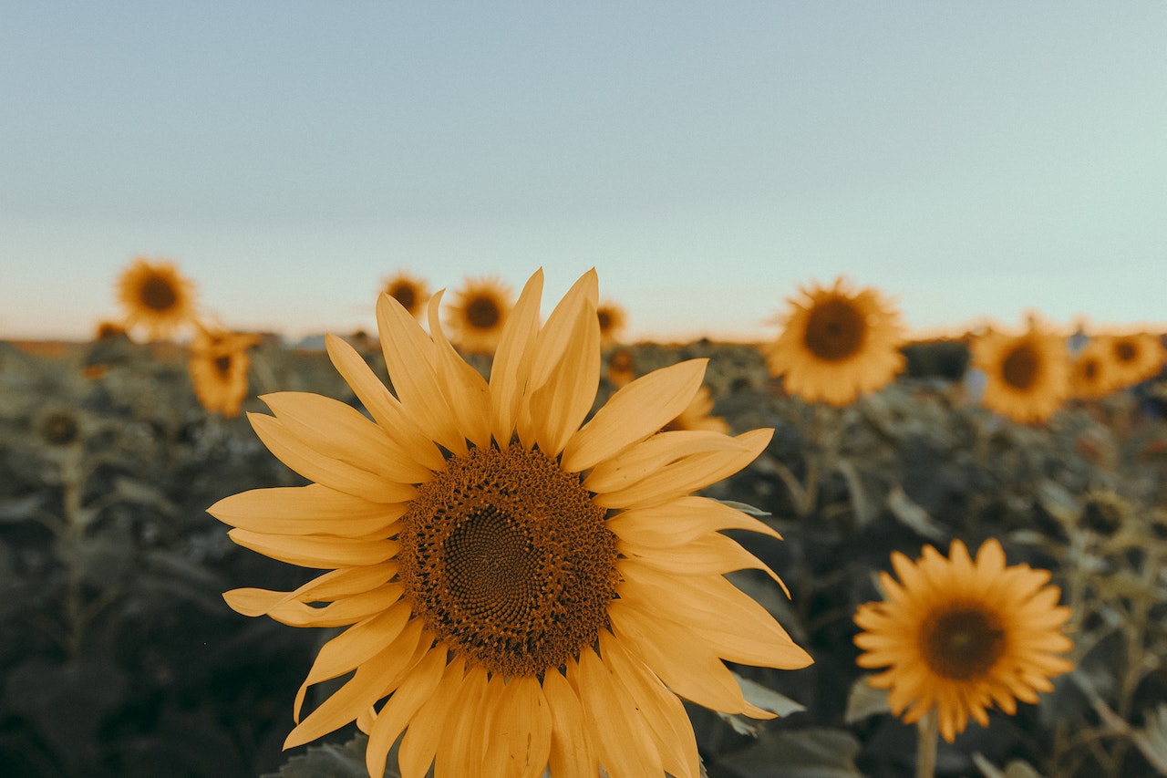 sunflower cultivation