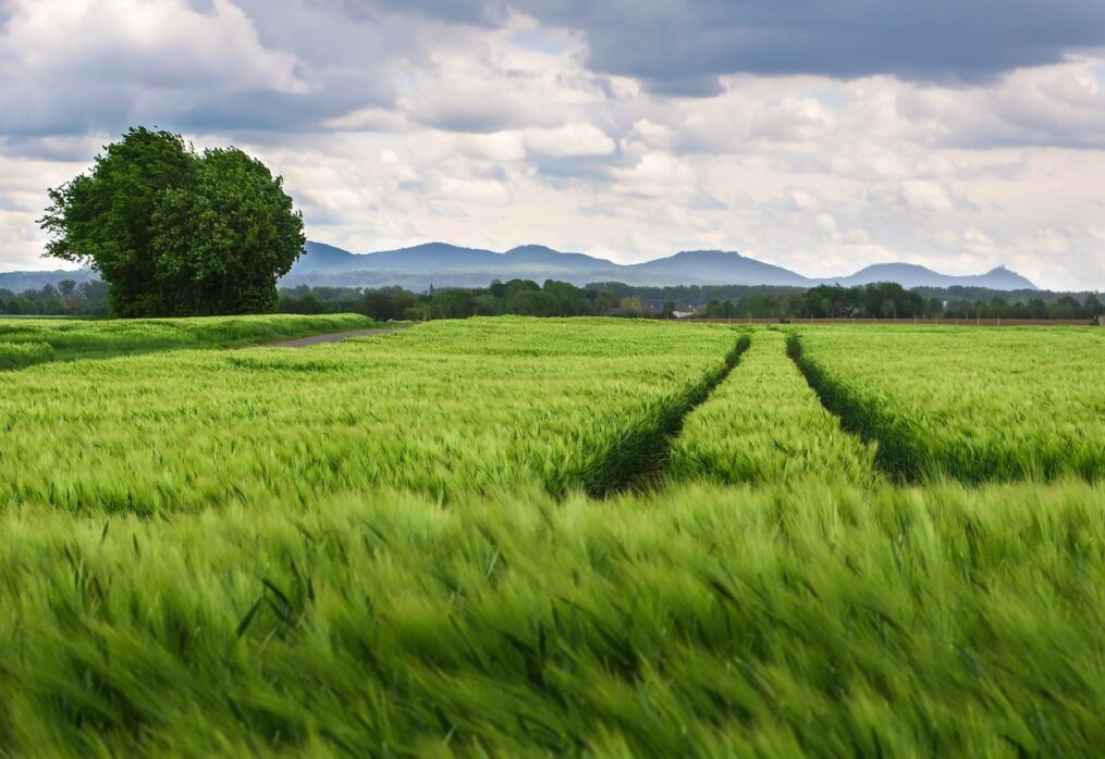 FAO: world grain harvest will be lower than in 2022