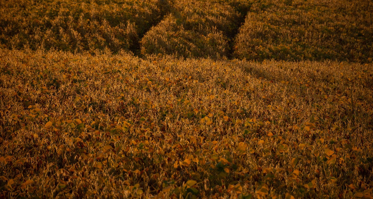 Brazil's soybean crop will decline