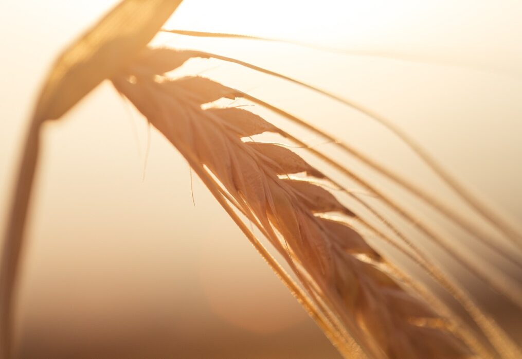 Exotic wheat: British scientists experiment with grain varieties