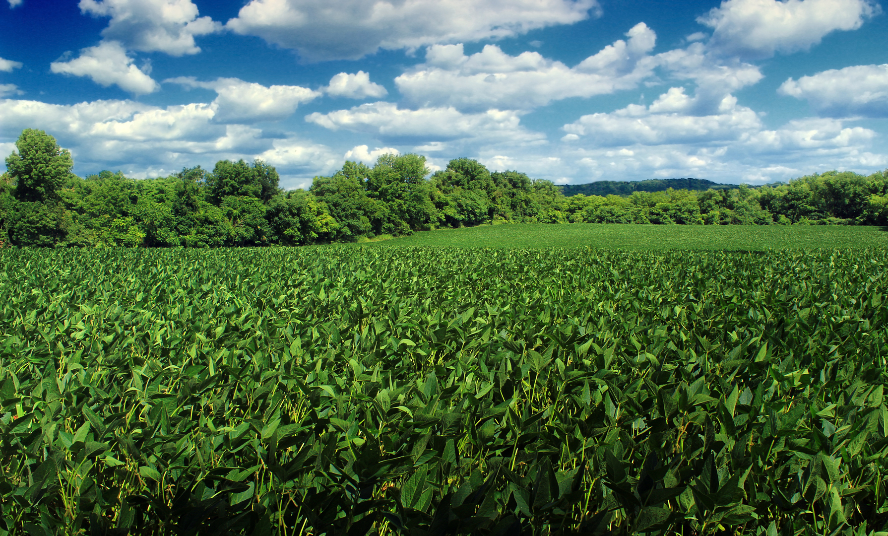 soybeans are important to South Korea