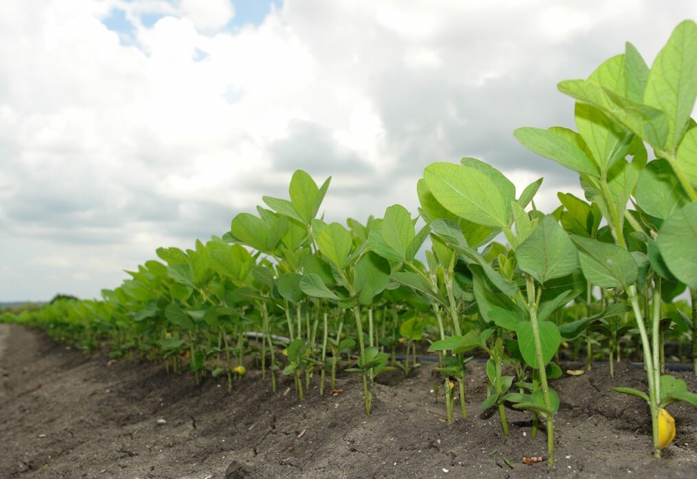 USDA: Brazil’s soybean crop will decline in the 2022-23 season