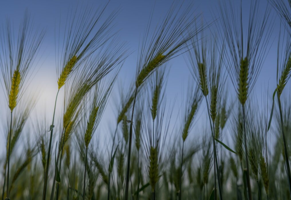 Canada’s main cereal crops and their contribution to the local economy