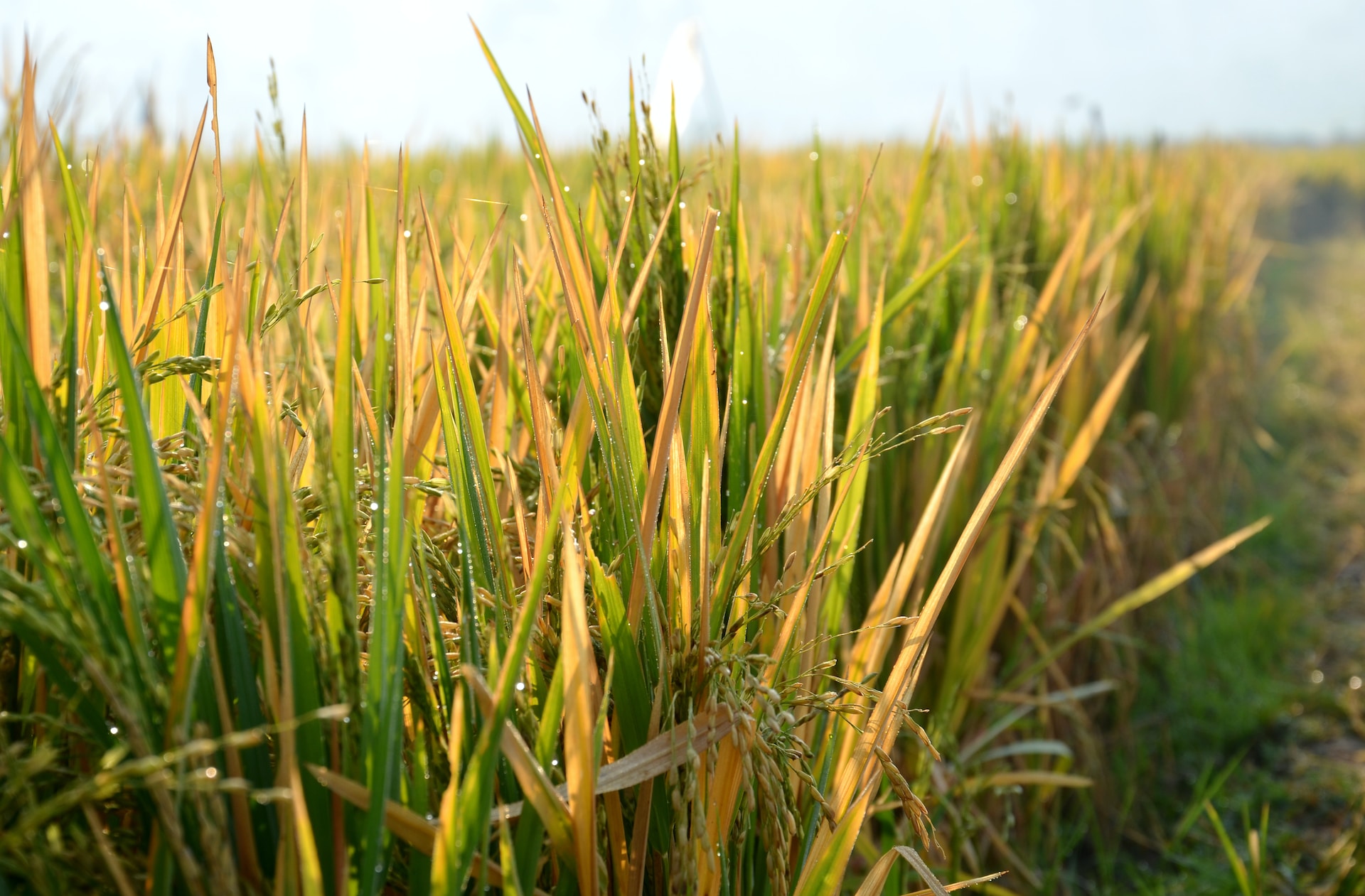 cereal crops