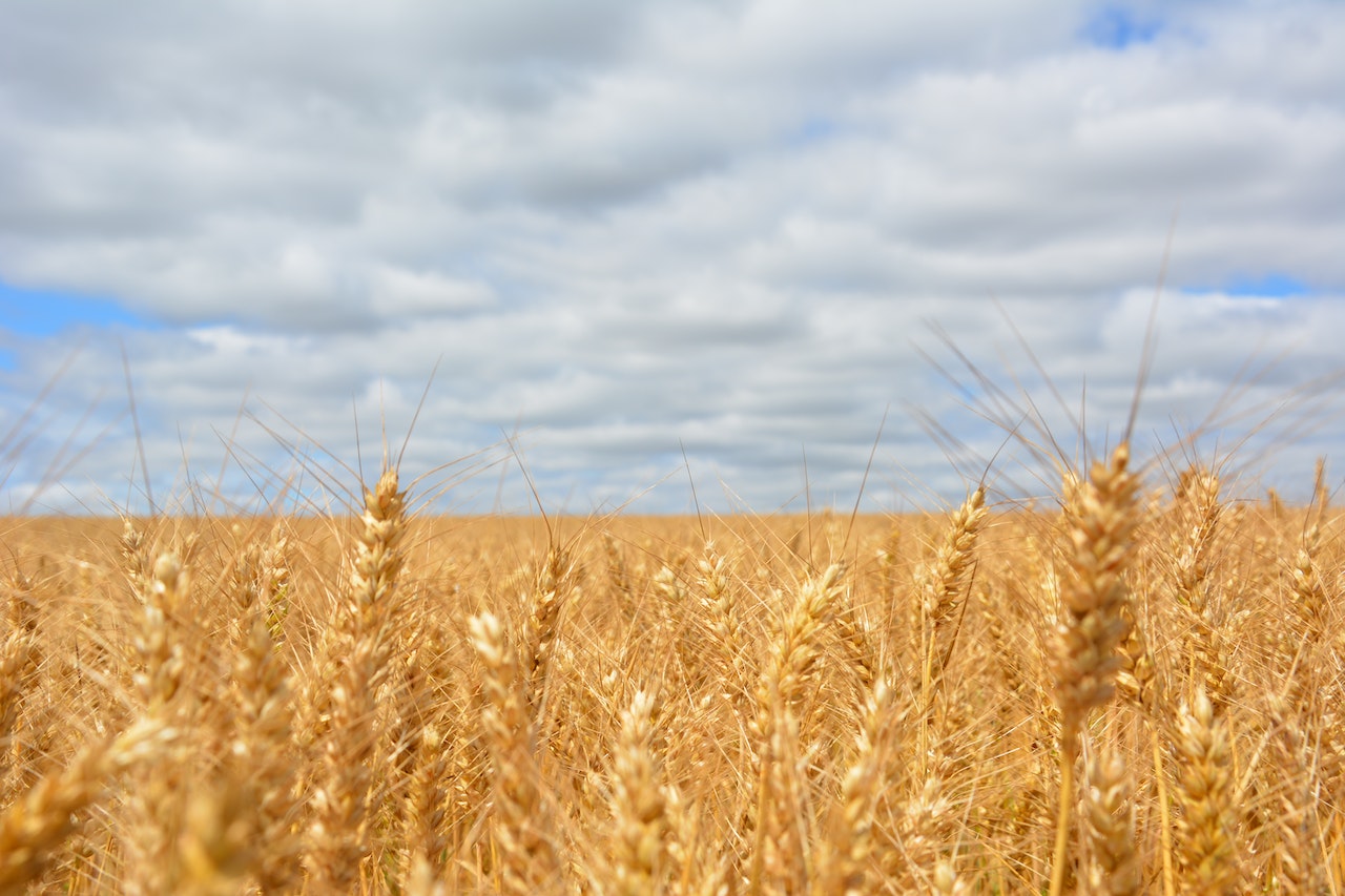 Syngenta wheat hybrids