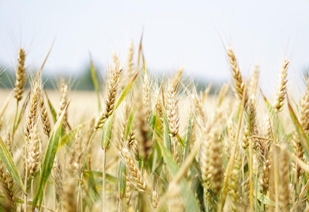 Syngenta unveils wheat hybrids to be grown in the US