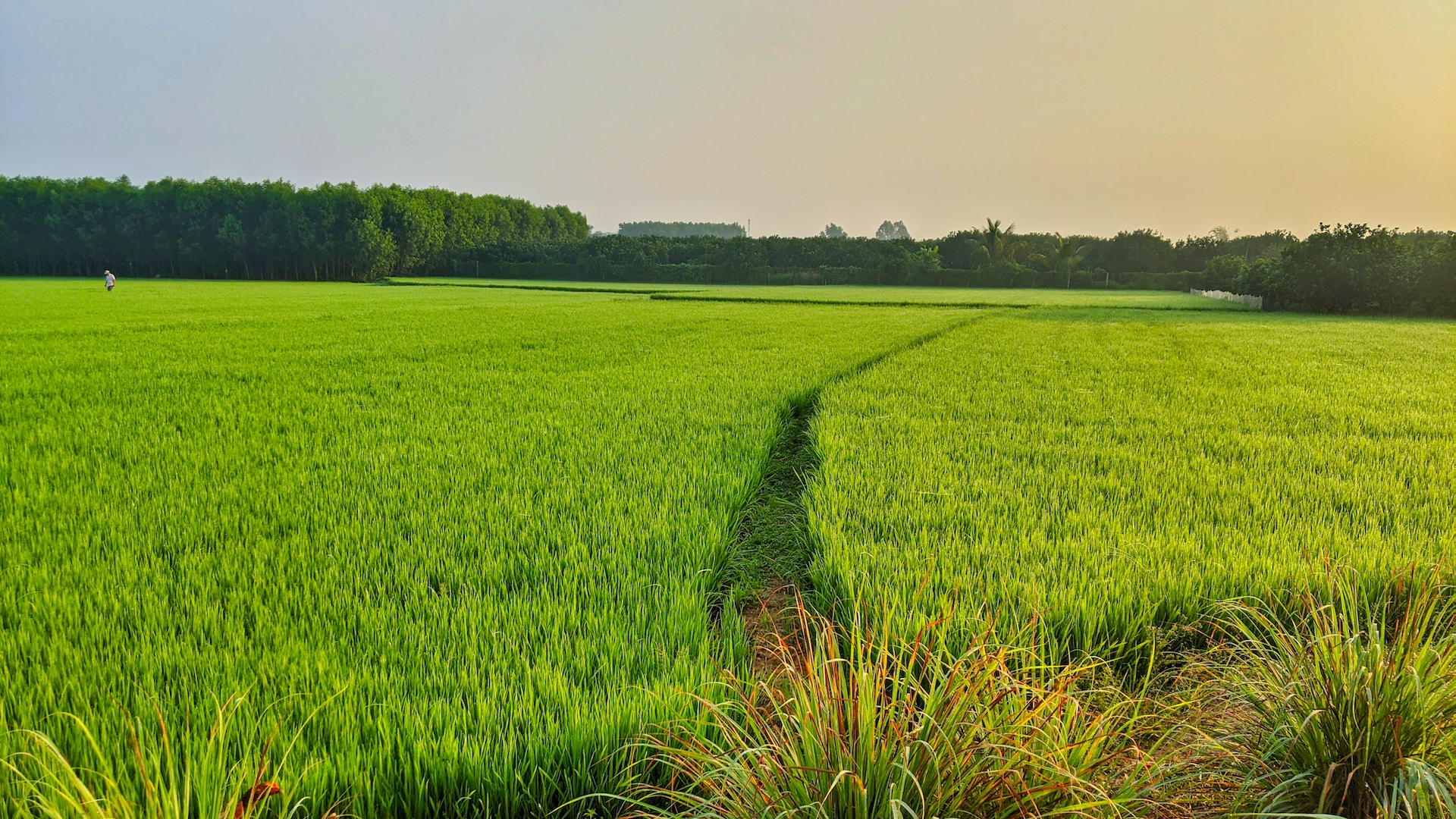 rice cultivation