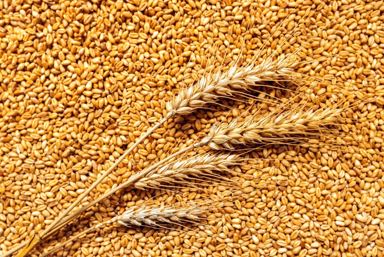 Grain storage in Saudi Arabia reaches 3.5 million tonnes