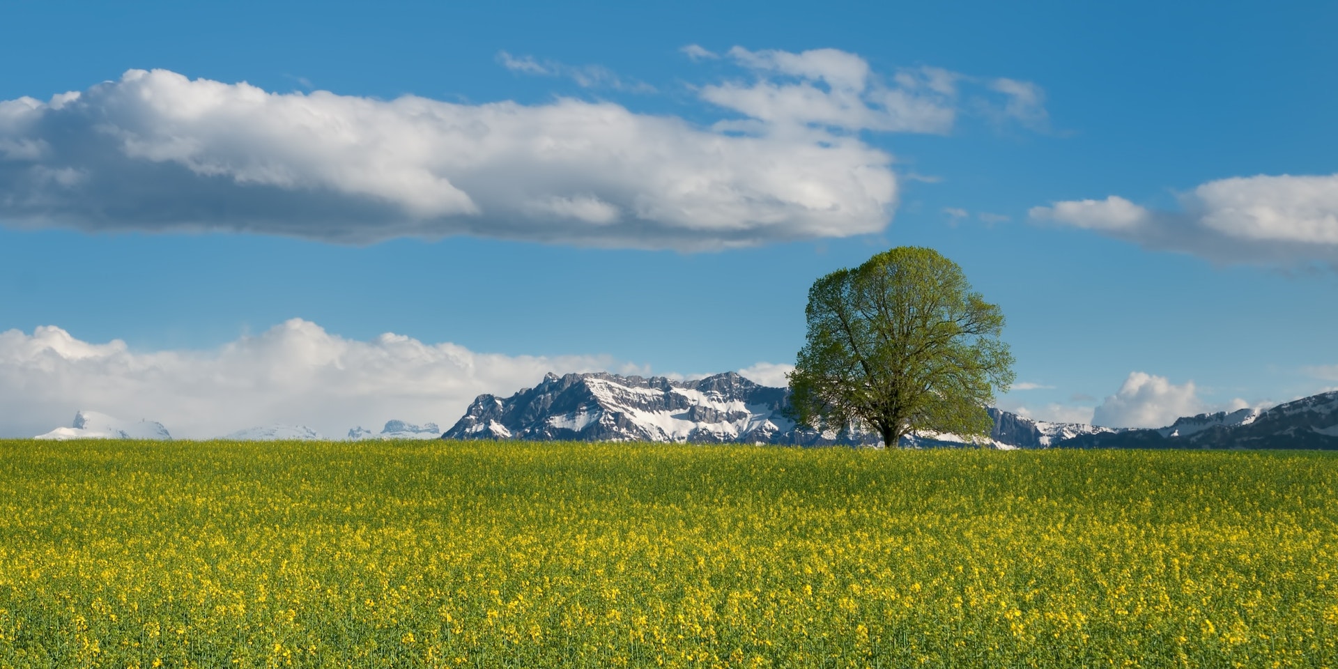 oilseed cultivation