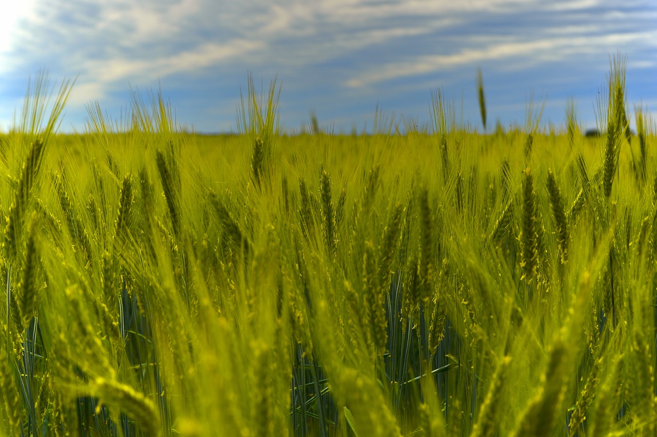 growing new rye varieties