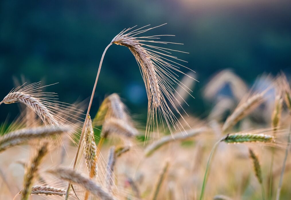 German scientists: growing new rye and wheat varieties is more environmentally friendly