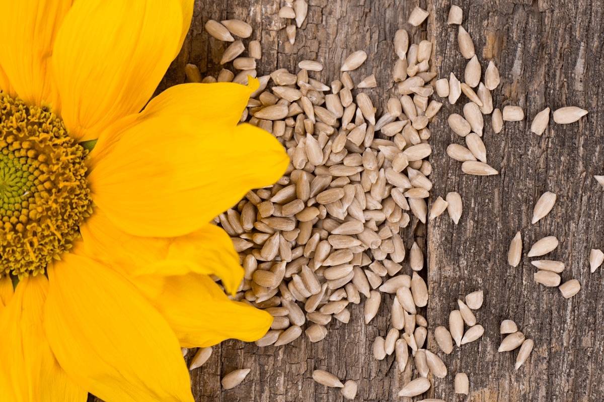 oilseed harvest