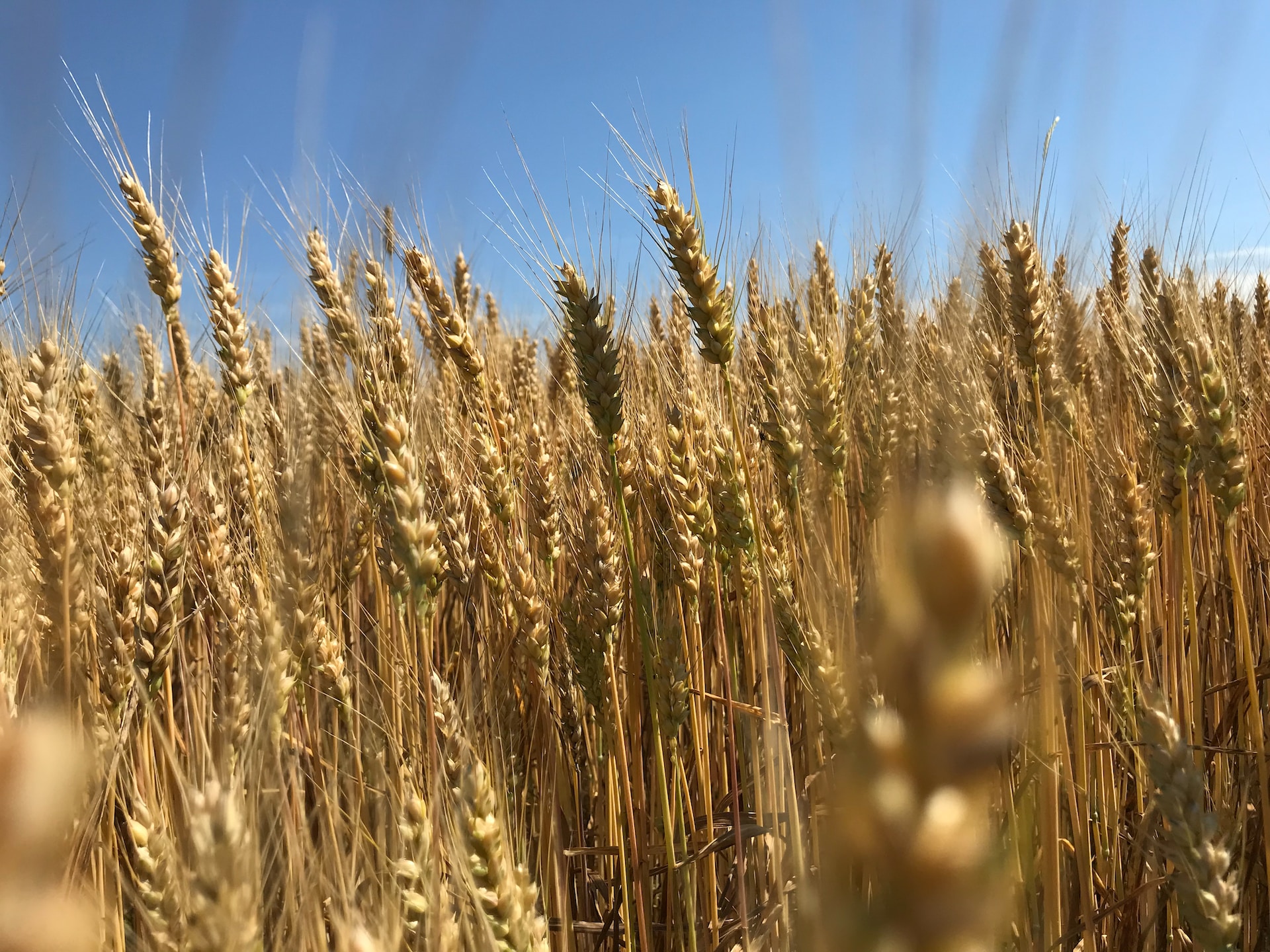 winter crop production