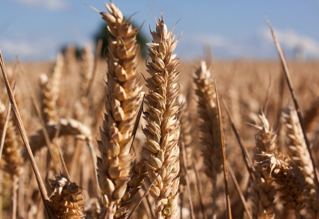 FAS analysts: Spain to increase grain imports in the 2023-2024 season