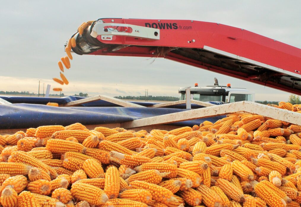 US approves Bayer’s short-stature corn production