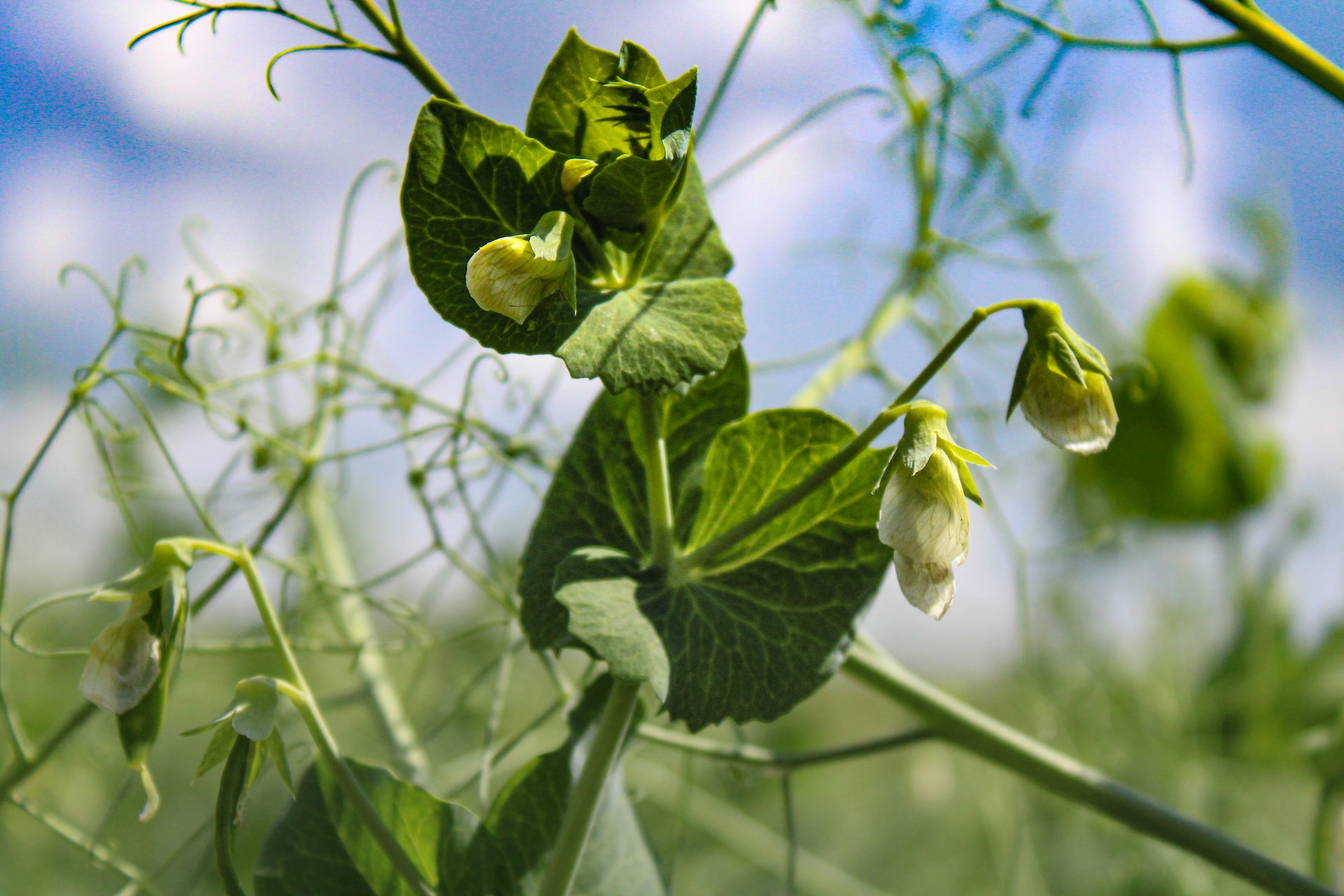 grass peas