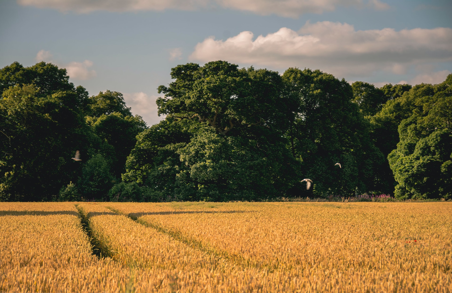 cereal production in Ireland-2