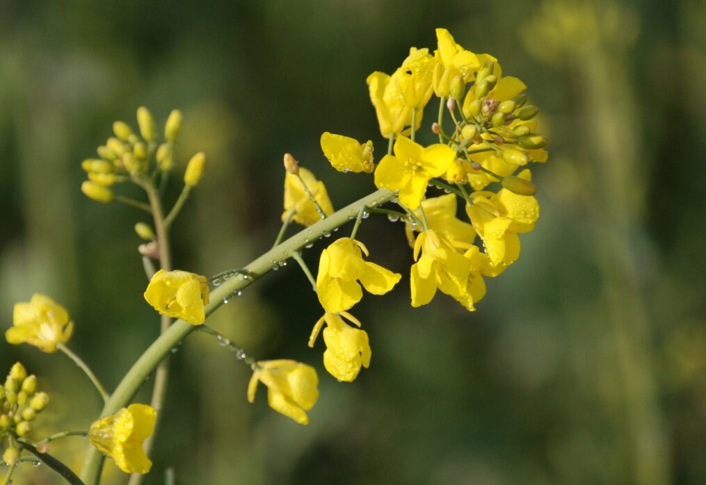 FAS: South Africa expects record rapeseed harvest