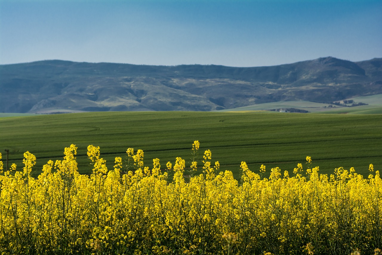 South Africa rapeseed harvest