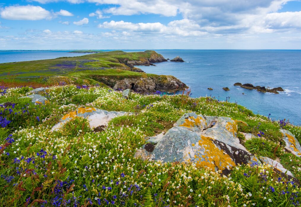 Cereal production up in Ireland thanks to breeding